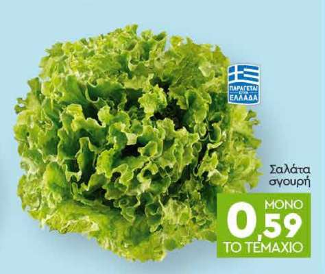 Σαλάτα σγουρή
